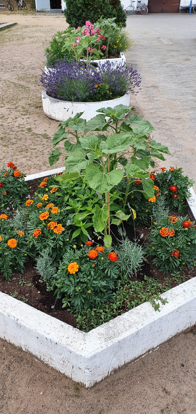 Nachhaltigkeit Pflanz mit mir Lust auf Garten und